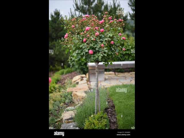 Vasame di  Enzo Gragnaniello canta      Cesare Mauro buono ascolto a tutti.