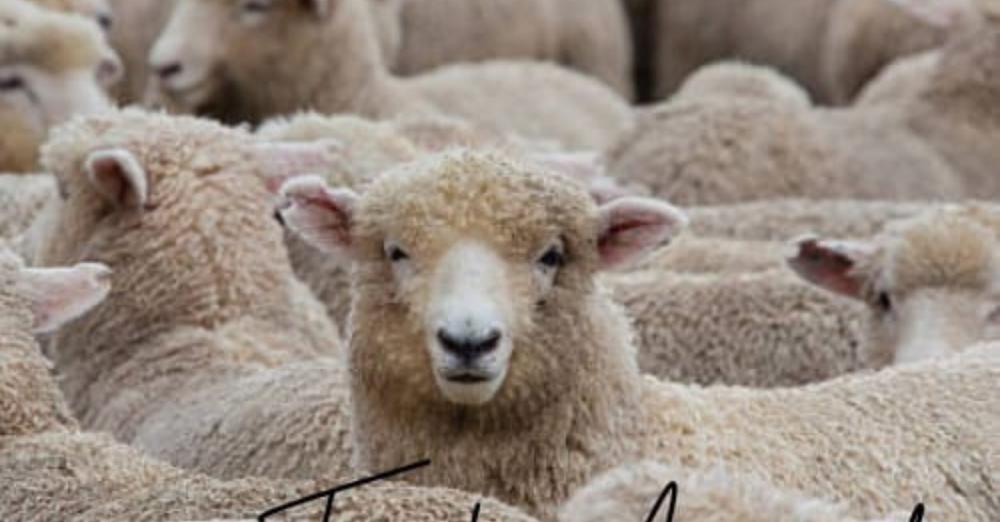 “Grido”: Una Satira Musicale Contro il conformismo – Fuori La Scatola – Webzine di Musica Indipendente